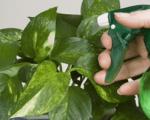 Как вывести тлю на комнатных растениях домашними средствами