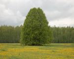 Липа (дерево): описание и фото